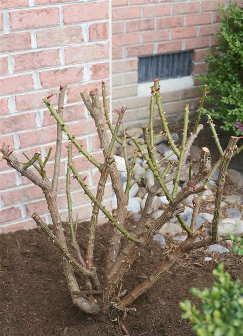 How and When to Prune Knock Out Roses - Sand and Sisal