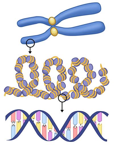 Dna Packaging