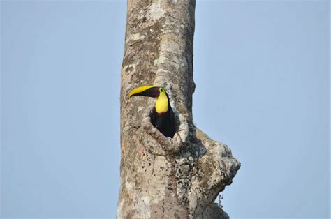 Meet The Adorable Baby Toucan - Bird Advisors