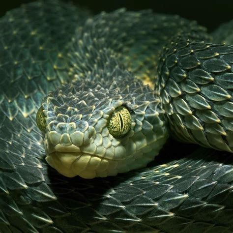 Discover Snakes 🐍 on Instagram: “Atheris Squamigera 💚 Photo by @mark_kostich_photography ...