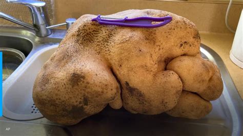 New Zealand potato could be world's biggest