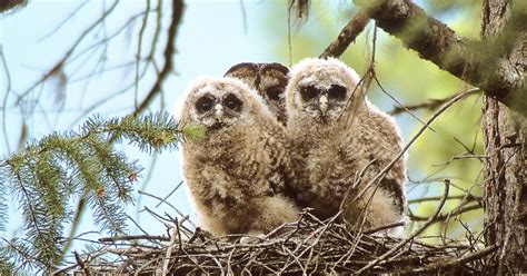 ‘Best breeding season yet’ expected for B.C.’s endangered owls | Wilderness Committee