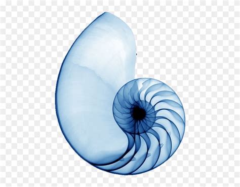 Download and share clipart about Spiral Shell Blue - Nautilus Shell Xray, Find more high quality ...