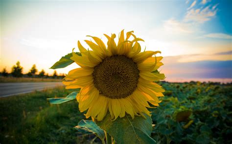 Virtual Sunflower House Tour - Sunflower House