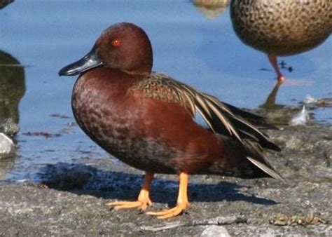 Cinnamon Teal Duck (Anas cyanoptera) | Teal duck, Duck pond, Duck