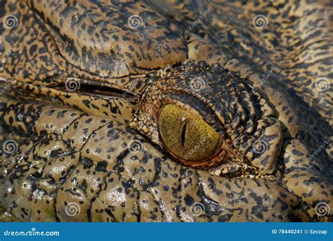 Crocodile eye closeup stock image. Image of northern - 78440241