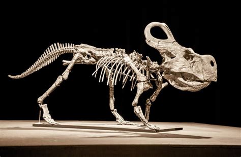 15 Interesting Protoceratops Facts - JellyQuest