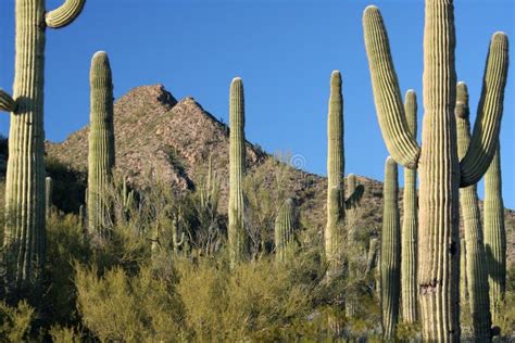 Sonoran Desert Landscape stock image. Image of area, nature - 16818635