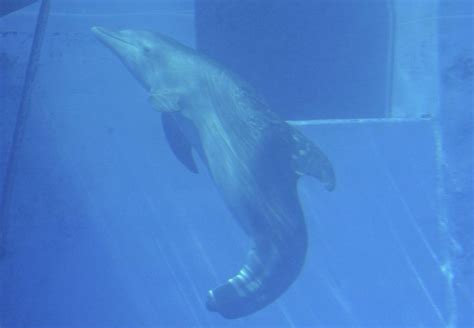 Winter the Dolphin Dies | Dolphin Project