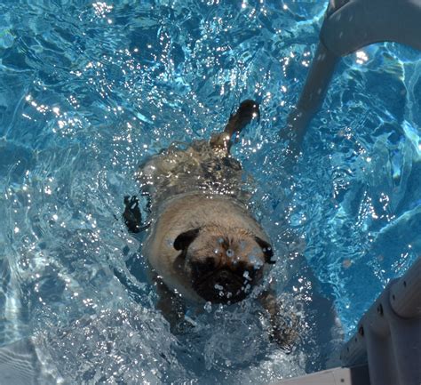 Pugs Swimming, our Moe-Moe (the chicken) Let me out of here! Burnese Mountain Dog, Mountain Dogs ...