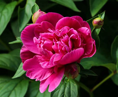 Peonies: How to Plant, Grow, and Care for Peony Flowers | The Old Farmer's Almanac