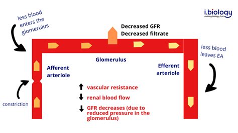 Glomerular Filtration Rate - but Easier to Understand | Interactive ...