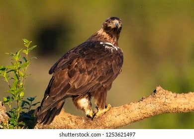 Spanish Imperial Eagle Flying Aquila Adalberti Stock Photo 1253621497 ...