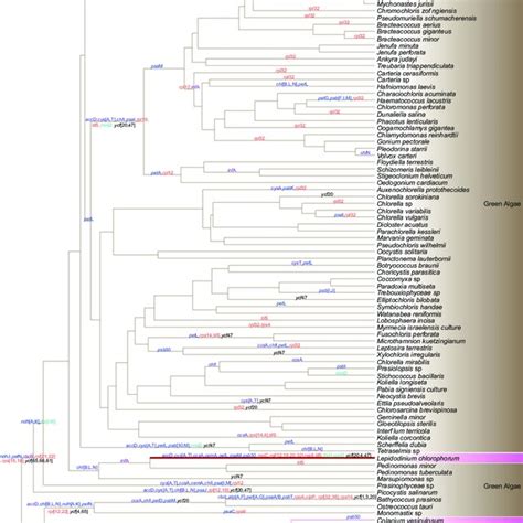 Evolution of green-type plastids across secondary endosymbiosis events.... | Download Scientific ...