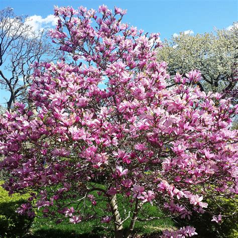 Jane Magnolia Tree – Green Thumbs Garden