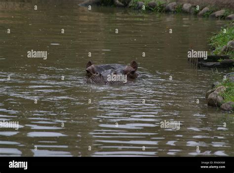 Hippopotamus swimming in the pond Stock Photo - Alamy