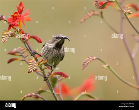 Female Amethyst Sunbird or African Black Sunbird (Chalcomitra amethystina Stock Photo - Alamy