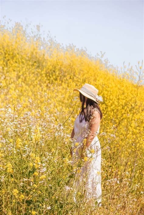 How to See the Chino Hills State Park Wildflowers (Mustard Blooms, Poppies, and More) - Pictures ...