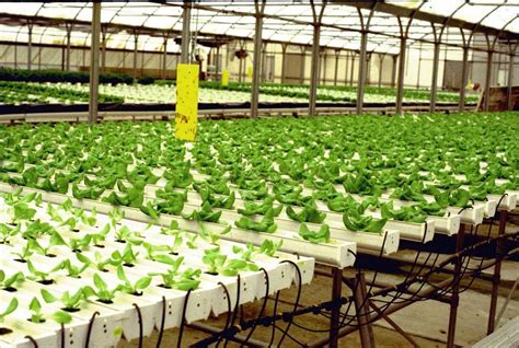 Hydroponic Lettuce Production (Part 1) – Philippines Aqua-Hydroponic ...