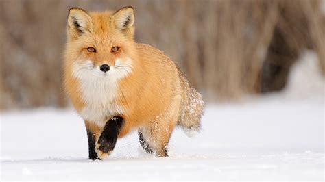 Fox wallpaper ·① Download free beautiful backgrounds for desktop, mobile, laptop in any ...