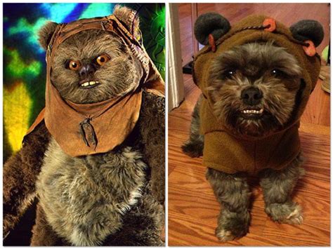 dog-ewok-costume.jpg (JPEG Image, 650 × 488 pixels) | Ewok, Dogs ...