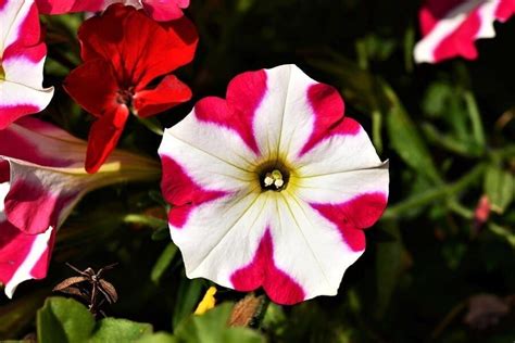 Petunia Care: How to Plant and Care for All Petunia Varieties - The ...