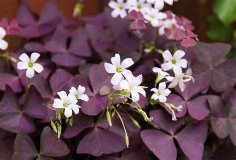 Planta mariposa (Oxalis triangularis)