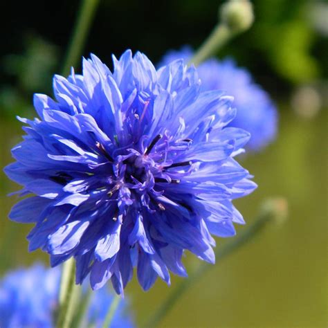 Cornflower blue Photograph by Sharon Lisa Clarke - Fine Art America