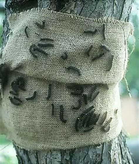 Gypsy Moth Caterpillar - Proper Identification and Control