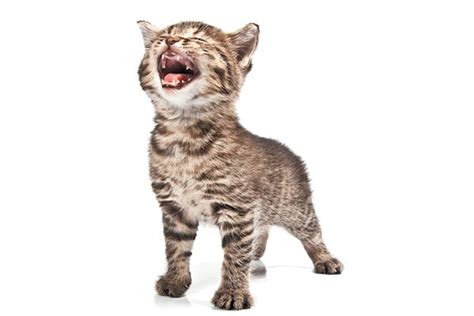 A kitten meowing. | Cat stock, Cats, Kitten meowing