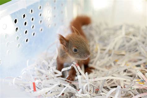 280+ Squirrel Saving Photos Stock Photos, Pictures & Royalty-Free Images - iStock