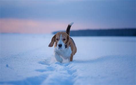 Download wallpapers beagle, winter, snow, little brown dog, cute animals, pets, beagle puppy ...