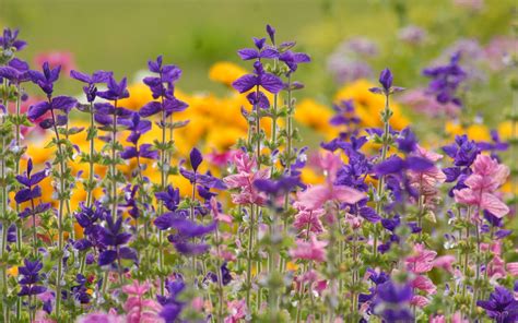 Flowers Meadow Summer Wallpaper [2560x1600]