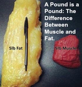 Muscle vs. Fat | Iowa Weight Loss Specialists