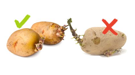 To Eat or Not to Eat? How to Tell When Potatoes Are Bad - Utopia