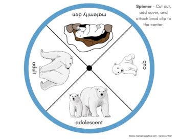 Polar Bear Life-Cycle and Anatomy | TpT