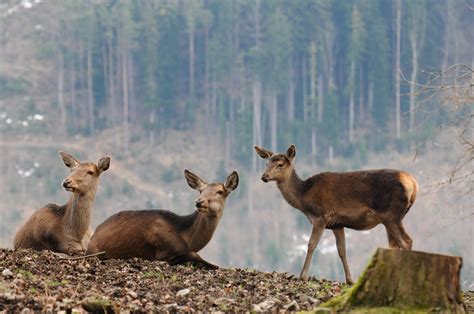 Female elk are practically bulletproof by age 9 | Popular Science