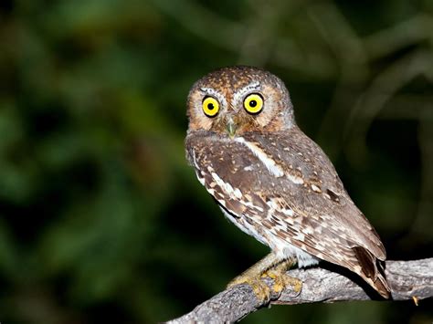 Scops Owl Bird Facts (Otus scops) | Birdfact