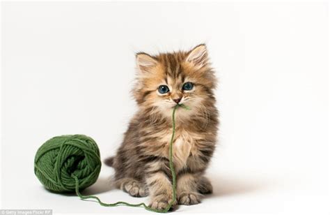 30 Most Adorable and Cutest Cat Photos Collection - Vote for The Cutest Cat