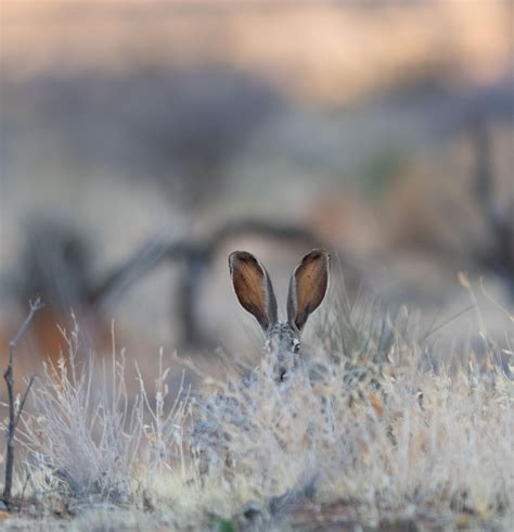 "Hidden" desert hare from today's hike : r/wildlifephotography