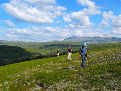 Guided hiking on the tundra of the Talkeetna Mountains is one of the main reasons people visit ...