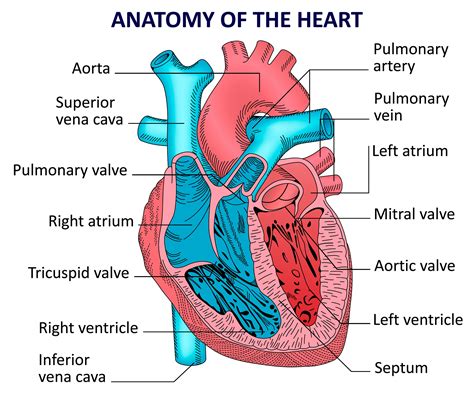 Human heart anatomy. Vector diagram | Etsy