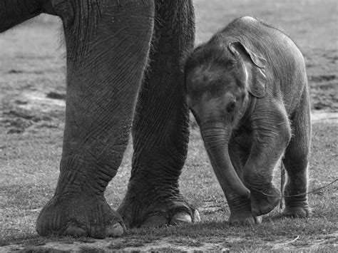 File:Baby Elephant.jpg - Wikimedia Commons