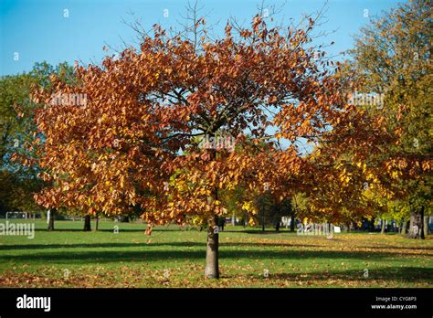 Clapham Common in the Autumn Stock Photo - Alamy