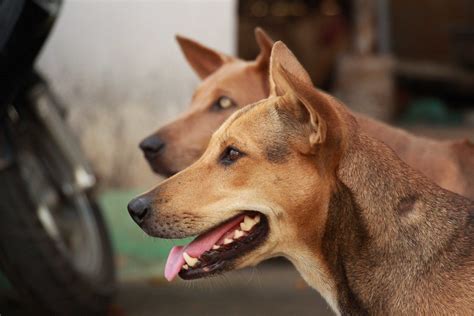 Saigon & the four sisters | Dogs, Vietnam travel, Animals