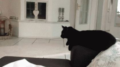 High five cat #ReactionGifs