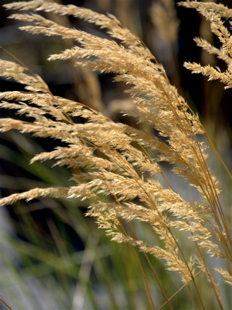 Feather Reed Grass Care - How To Grow Feather Reed Ornamental Grasses