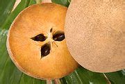 Manilkara zapota ,Chico ,Sapote, Zapote, Chicle sapodilla Seeds