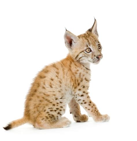 Premium Photo | Lynx cub on white