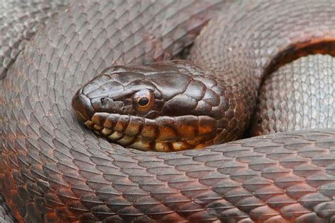 Michigan Snakes: Identification Guide to All Species + Pics